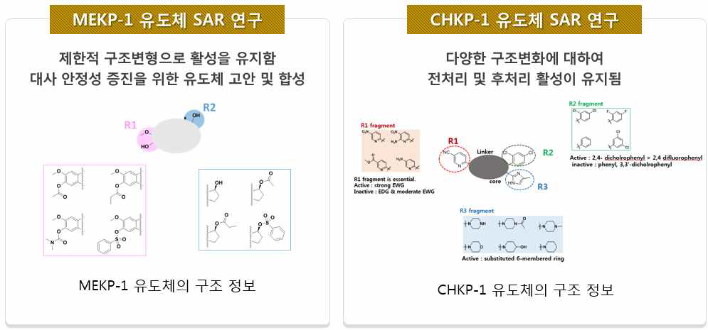 MeKP-1와 CHKP-1의 SAR 연구