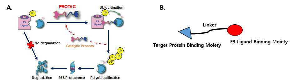 A. PROTAC의 메커니즘. B. PROTAC의 구성