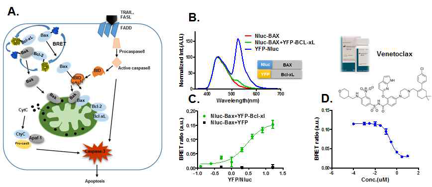 Bax/Bak 단백질과 Bcl-2/Bcl-xL 단백질 간의 상호작용을 탐색하기 위한 BRET 어세이 시스템의 구축 및 검증