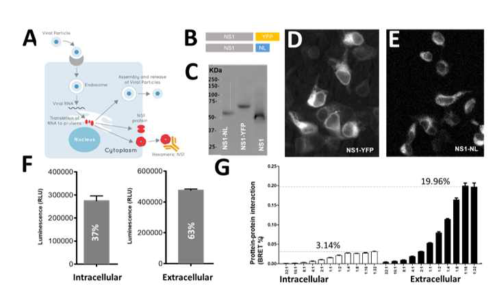 NS1 뎅기열 단백질 분비 및 올리고머화 분석. A. 플라비 바이러스 NS1 세포 발현 경로는 NS1 육합체 분비를 유도함. B. NS1-Nluc 및 NS1-YFP 구조 C. Western blot 을 통한 발현 검증. D. NS1-YFP 형광 이미지. E. NS1-Nluc 생물발광 이미지. F. 세포 내 외부에서 발현된 NS1 단백질의 정량. G. NS1 단백질의 세포 내 및 외 구획에서의 올리고머화 정량.