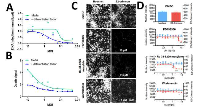 지카 바이러스, 광견병 바이러스 등 신경성 바이러스의 감염성 신경전구세포/신경세포에서 확인. A. 분화하지 않은 신경전구세포와 신경세포 상 지카바이러스의 감염성 차이 확인. B. 분화하지 않은 신경전구세포와 신경세포 상 세포사멸 차이 확인. C. 줄기세포로부터 분화한 신경세포 상 광견병바이러스 Tha-Crimson MOI 3 감염. 감염 6시간 전 컨트롤 DMSO 0.5% 또는 PD198306, Ro-31-8220, Wortmannin을 농도별로 각각 처리함. Post-infection 36시간째에 4% paraformaldehyde로 고정한 후 읽음. D. 세포핵의 밝기에 대비하여 화합물 농도에 따라 감소하는 광견병바이러스 유래 E2-Crimson의 밝기를 그래프 상에 나타냄. *** P<0.001, ** P<0.01, * P<0