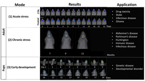 광범위한 뇌 질환에서의 근적외선 형질전환 동물 개발 및 테스트. (1) 급성 약리학적 스트레스로 인한 뇌전증 모델. (2) 초기 알츠하이머 위험 인자로 인한 만성적 스트레스로 66% 염증 증가. (3) 출생 후 성상세포 생성과정 추적