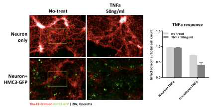 신경세포 – microglia co-culture 모델. TNFa 가 microglia로부터 항바이러스 효과를 이끌어내어 신경세포 상의 바이러스 증폭을 억제함.