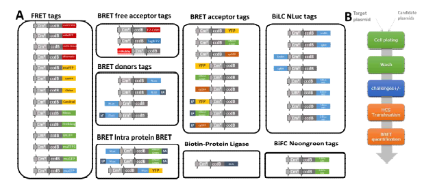 CMV-neo 게이트웨이 PPI 벡터 라이브러리. A. FRET, BRET, BiLC, BiFC 및 BirA 와 같은 PPI 기술에 대한 라이브러리 에피토프 태그. B. 살아있는 세포에서 PPI 정량화를 위한 일반적인 과정