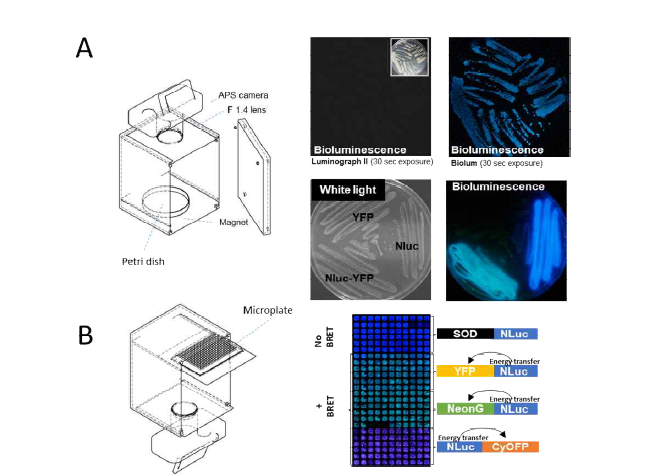 원핵생물 및 진핵생물 리포터 검출에 적용된 생물발광 이미징 장비. A. 원핵생물을 배양한 페트리 디쉬 맞춤 상단뷰 이미징 장비. 상업적으로 이용 가능한 생물발광 이미징 장비 (Luminograph II)와 프로토타입 (Biolum)의 민감도를 비교했을 때 프로토타입이 더 감도가 높은 것으로 확인됨. 대장균에 Nluc과 Nluc-YFP 융합단백질의 발현을 비교했을 때 생물발광 공명 에너지 전달 (BRET)으로 인해 확연히 구별되는 색을 보여줌. 대조군 벡터인, 생물발광 단백질이 아닌 YFP형광 단백질을 발현하는 벡터의 경우 발현이 감지되지 않음. B. 진핵생물을 배양한 마이크로 플레이트 맞춤 하단뷰 이미징 장비. 생물발광 융합 단백질을 암호화하는 다양한 플라스미드를 발현하는 HEK 세포를 384웰 마이크로 플레이트에 배양하여 APS 컬러 카메라로 촬영함. 캡처된 이미지에서 볼 수 있듯이, BRET 신호는 노란색, Neon Green 또는 Cyan-excitable orange 형광 단백질과 융합된 Nluc-chimeric 단백질의 에너지 전달로 인해 녹색 또는 홍색으로 쉽게 시각화됨.