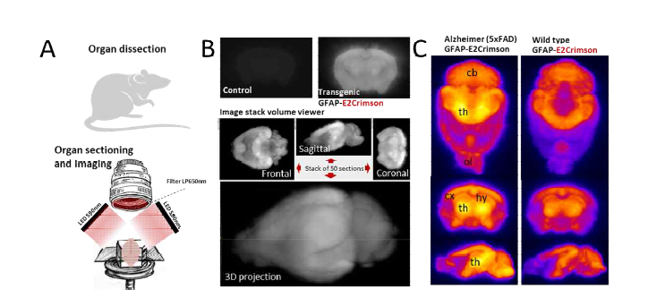신속한 3D 조직학 방법 개발. A. 관심있는 기관을 해부할 때 block-face 적외선 이미지가 쌓여 공간적 참조(위쪽-아래쪽)를 제공함. B. 염증에 대한 적외선 형광 뇌 리포터를 발현하는 트랜스제닉 마우스와 대조군인 마우스의 비교. 3D 조직병리학적 스택을 사용하여 3D뿐만 아니라 2D coronal, frontal 또는 sagittal 섹션 이미지에서 조직학적 이미지를 재구성할 수 있음. C. 재구성된 2D 뇌 부분은 특히 알츠하이머 병 모델 마우스의 시상 (th), 피질 (cx)에서 더 높은 형광 리포터 발현을 보여줌.