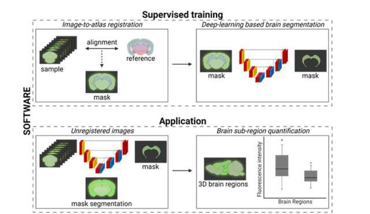1 단계 : 라벨링된 관심 있는 뇌 조직의 분할을 수행한 지도형 학습. 2 단계 : 신경 심층 네트워크를 사용하여 마스크 분할 및 조직 발현 정량 활용.
