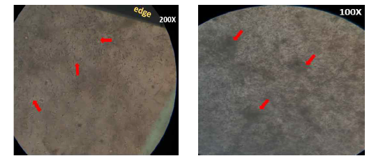 BALB/C, 12 wks, Sperms with progressive motility (좌), BALB/C, 24 wks, Aggregates of non-motile, dead sperm (우)