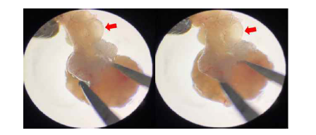 Red arrow indicates swollen ampulla after inducing superovulation