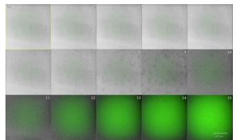 LB 배지에서 PAO1의 시간별 성장 (Bright field 이미지와 fluorescence 이미지의 merge)