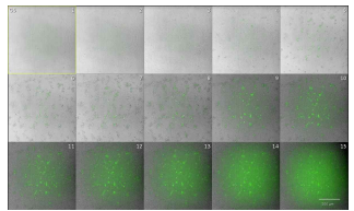 ASM2 배지에서 PAO1의 시간별 성장 (Bright field 이미지와 fluorescence 이미지의 merge)