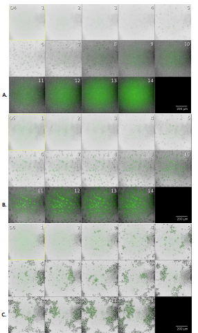 PAO1(A) 와 임상분리균주 MDR22(B) 및 Y33(C)의 시간별 성장 (Bright field 이미지와 fluorescence 이미지의 merge.)