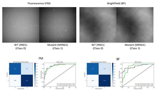 PAO1과 MPAO1 2종의 녹농균 이미지 (예제) 및 개발된 모델의 예측도 평가 결과