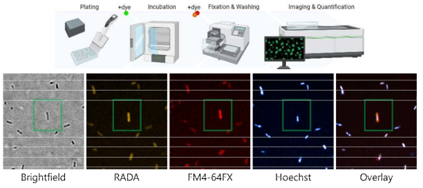 다층 이미지 (Multilayered image) 수집 과정 및 자연형 녹농균인 MPAO1 brightfield 와 다층 이미지