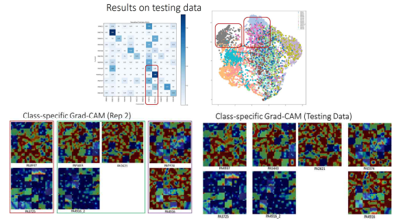 Testing set의 CNN결과- Normalizedconfusion matrix (상좌)와 UMAP (상우) 및 Neural network 의 classification를 위한 Grad-CAM activation map- training데이터 (하좌), testing 데이터 (하우)