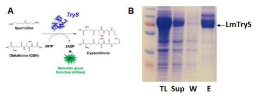 리슈만편모충 TryS 단백질 정제(B)와 생화학적 에세이 개발(A)