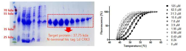 리슈만편모충 CRK3 발현 정제 및 AZD5438과의 결합 측정