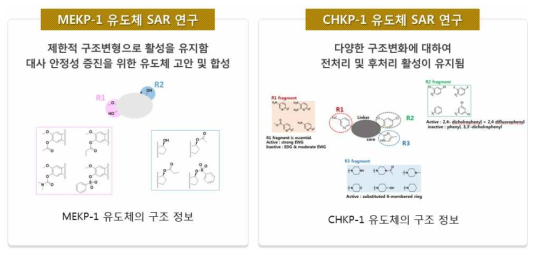 MeKP-1와 CHKP-1의 SAR 연구