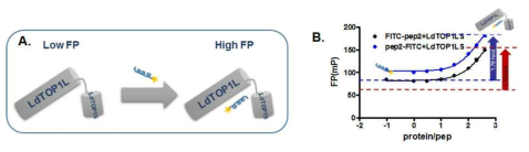 LdTOP1L과 LdTOP1S 간의 상호 작용 탐색을 위한 FP 어세이 시스템의 구축