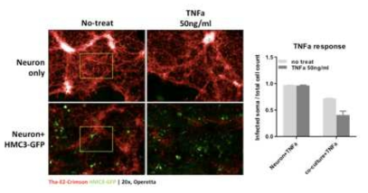신경세포 – microglia co-culture 모델. TNFa 가 microglia로부터 항바이러스 효과를 이끌어내어 신경세포 상의 바이러스 증폭을 억제함