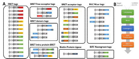 CMV-neo 게이트웨이 PPI 벡터 라이브러리. A. FRET, BRET, BiLC, BiFC 및 BirA 와 같은 PPI 기술에 대한 라이브러리 에피토프 태그. B. 살아있는 세포에서 PPI 정량화를 위한 일반적인 과정