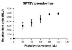 SFTS 슈도바이러스 양에 따른 luciferase의 활성도