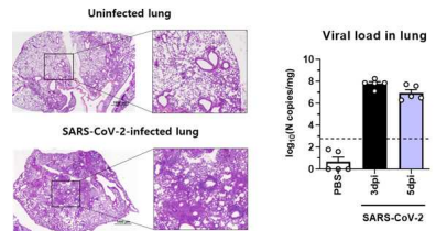 SARS-CoV-2 감염된 hACE2 Tg 마우스 폐조직 H&E 염색 후 폐 병변 분석 및 폐조직 내 바이러스 역가 측정