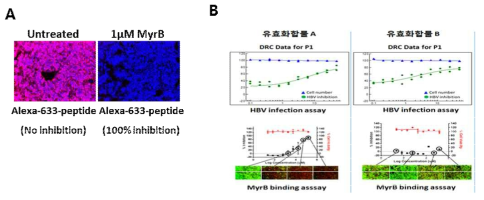 MyrB binding assay (바이러스-수용체 간 결합억제 분석법)