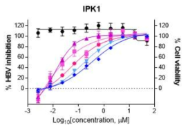 B형 간염 바이러스의 유전자형에 따른 IPK1의 활성도
