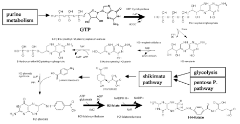 Folate pathway in bacteria. PAS is incorporated in the pathway by FolP (bioactivation) in place of p-aminobenzoate and the downstream metabolite inhibits FolA. From Sybesma et al. 2003