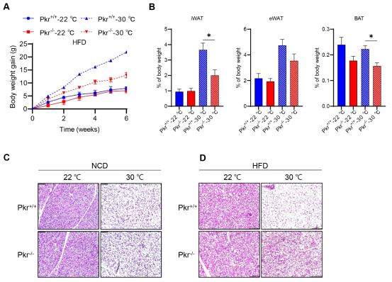 30 ℃ 조건에서 High fat diet에 의한 PKR 인간화 마우스 모델 표현형. Body weight gain (A). Adipose tissues weight (B). Hematoxylin & Eosin 염색 (C,D)