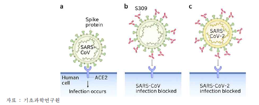 SARS-CoV 사례로 본 항체치료제 개념