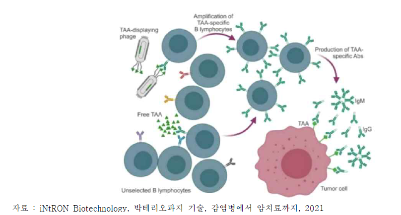 Tumor associated antigen(TAA) 발현 박테리오파지로 인한 체액성 면역 반응 유도