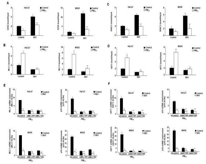 진세노사이드 Rb1의 히스톤 변형 관련 효소와 p16INK4A 프로모터 부위 결합 및 유전자의 발현 변화 측정