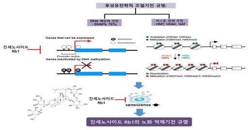 진세노사이드 Rb1의 후성유전학적인 조절을 통한 피부노화 억제 모식도