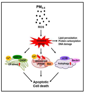 미세먼지의 피부 손상 작용기전 (Piao et al., Arch Toxicol 2018)