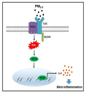 미세먼지의 염증유발 작용기전 (Ryu et al., Redox Biol 2019)