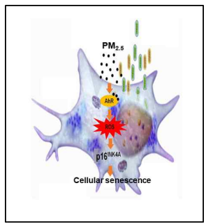 미세먼지의 노화유발 작용기전 (Ryu et al., Exp Mol Med 2019)