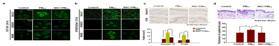 미세먼지에 의한 산화적 스트레스로 피부노화 유발(Ryu et al., Exp Mol Med 2019)