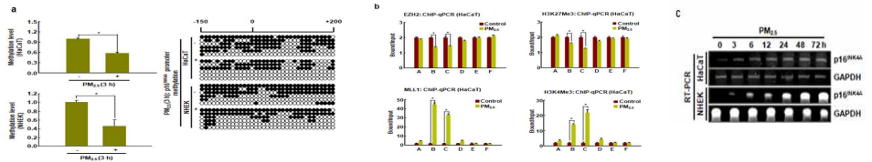 미세먼지에 의한 노화 유전자 p16INK4A 프로모터 부위 탈메틸화, 히스톤 메틸화 및 mRNA 발현 변화