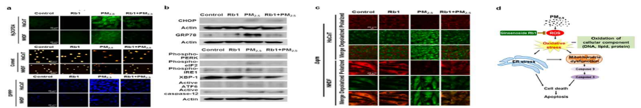 미세먼지에 의한 산화적 스트레스, 소포체 스트레스, 미토콘드리아 손상에 대한 Rb1의 보호효과 (Piao et al., Antioxidants 2019)