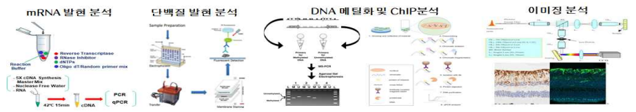 미세먼지에 의한 노화기전 측정방법: mRNA 발현(RT-PCR), 단백질 발현(Western blot), 메틸화 분석(MS-PCR 기법), 크로마틴 면역침강법(ChIP 기법) 및 이미징 분석