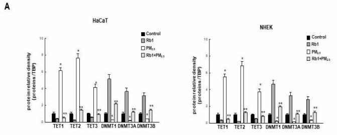 진세노사이드 Rb1의 DNA 메틸화 및 탈메틸화 효소 단백질 발현 변화, p16INK4A 프로모터 부위 결합 및 유전자의 발현 변화 측정