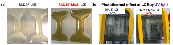 (a) 도그본 형태로 제작된 RM257 LCE 필름 (왼), RM257-MoS2 LCE 필름 (오). (b) 광열 효 과 확인을 위한 온도 실험. UV light을 RM257 LCE 필름, RM257-MoS2 LCE 필름에 각각 조사하여 온도 변화를 측정함