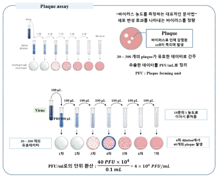 Plaque assay 및 십진 희석법을 통한 바이러스 플라크의 계수를 통한 농도 결정