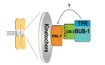 BUB-1의 kinetochore recruitment 메커니즘 모델