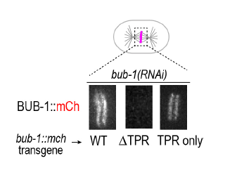 One-cell embryo에서의 BUB-1 ΔTPR과 BUB1-TPR 뮤턴트의 kinetochore localization 분석