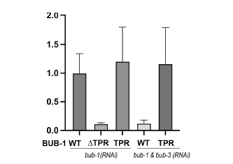 One-cell embryo에서의 BUB-1 ΔTPR과 BUB1-TPR 뮤턴트의 kinetochore localization 정량 화 그래프