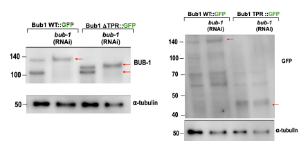 꼬마선충에서 BUB-1 ΔTPR과 BUB1 TPR 뮤턴트의 단백질 발현 분석
