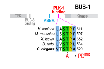 BUB-1의 PLK-1 docking motif